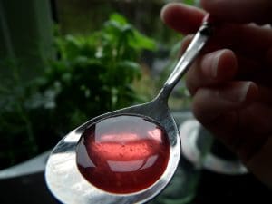 Japanese Knotweed Syrup Recipe