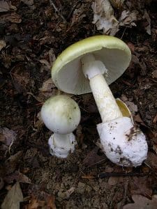 deathcap