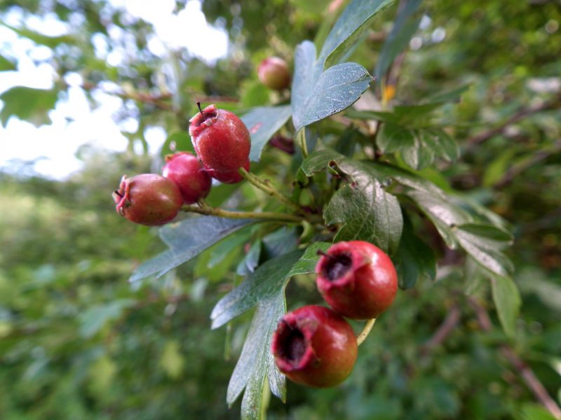 foraging in september hawthorn berries
