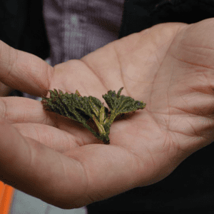 Nettle Crisps Recipe