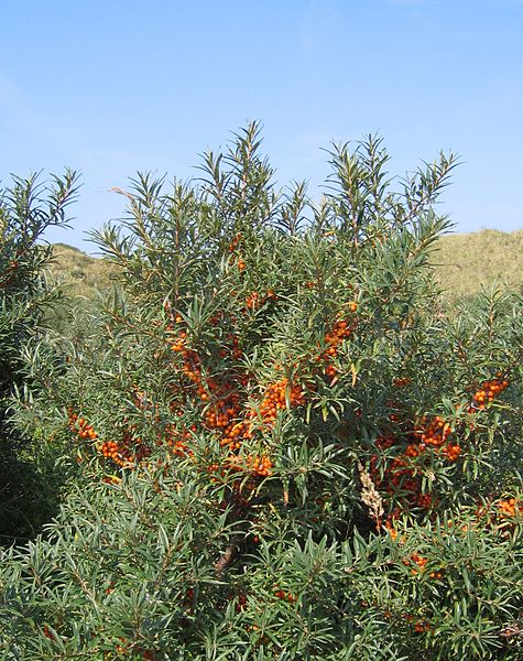 Sea Buckthorn Juice (500ml) - Image 6