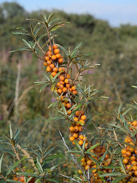 Sea Buckthorn Juice (500ml) - Image 4