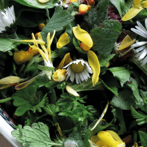 Foraged and Wild Salad with Feta
