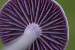 Amethyst Deceiver Mushrooms (Laccaria amethystina) Identification