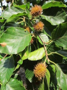 Beech Tree (Fagus sylvatica) Identification