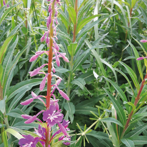rosebay willowherb flowers in front of the full plant