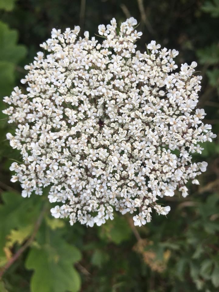 Flower head