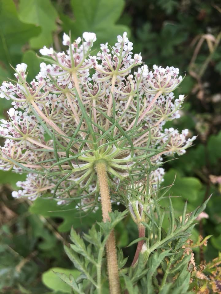 Distinct bracts under the flower