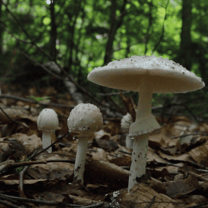 destroying angel