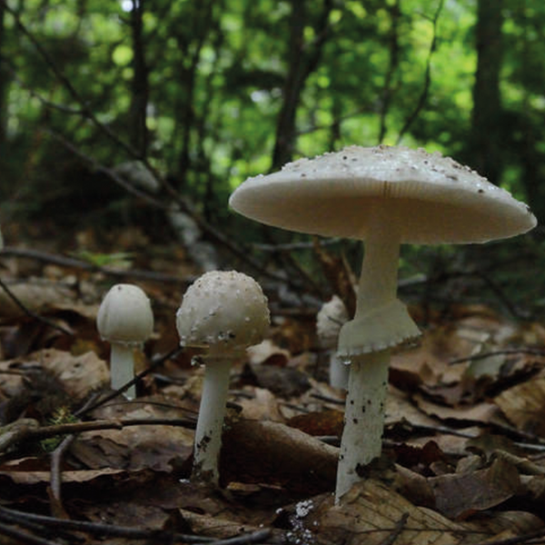 destroying angel