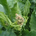 horseradish flower - Ludwik Polak, CC BY-SA 4.0