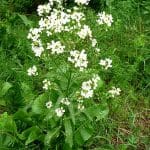 horseradish flower - Ludwik Polak, CC BY-SA 4.0