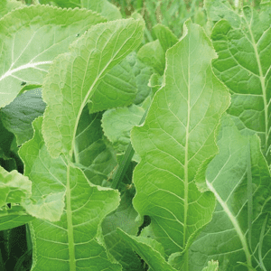 Wild Horseradish (Armoracia Rusticana) Identification