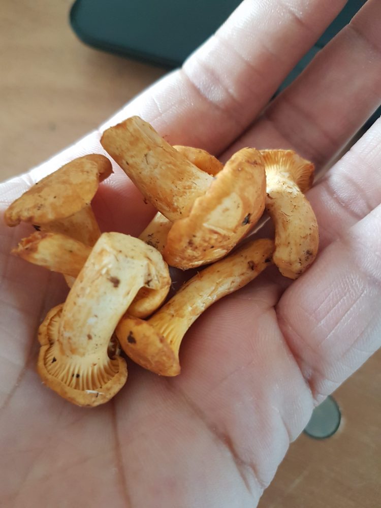 Wild Mushroom (100g) - Image 3
