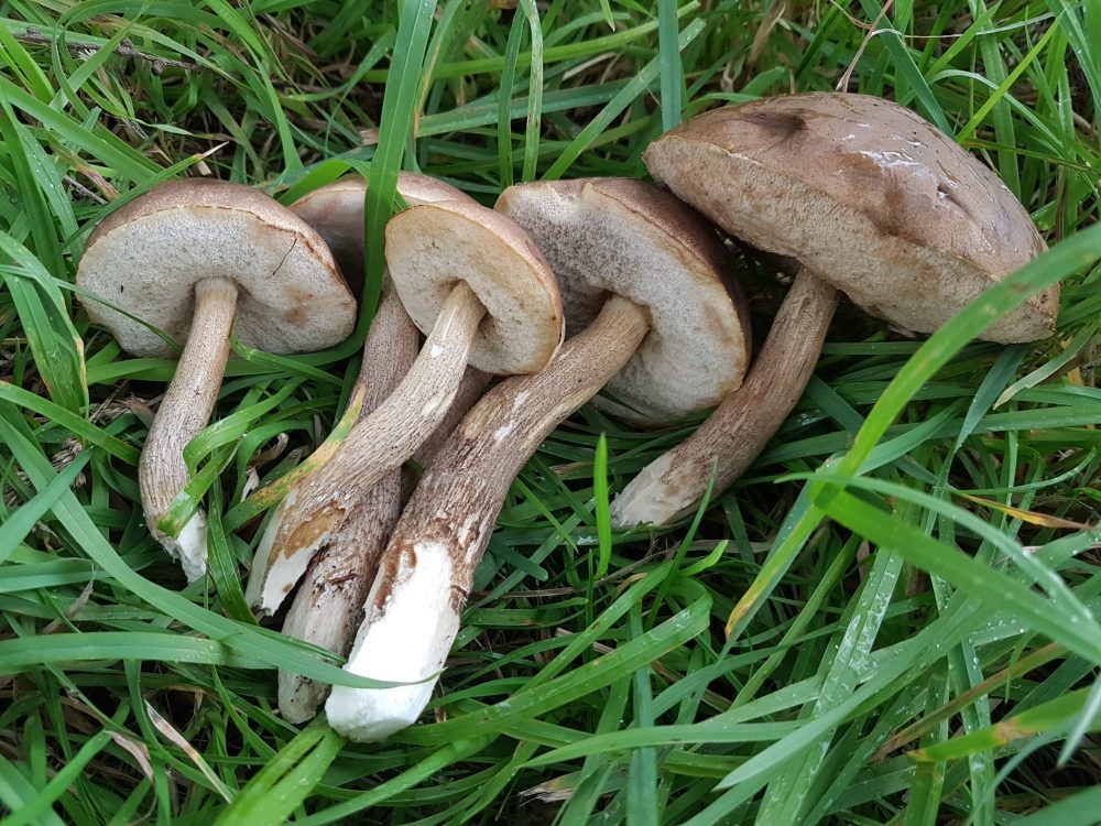Wild Mushroom (100g)