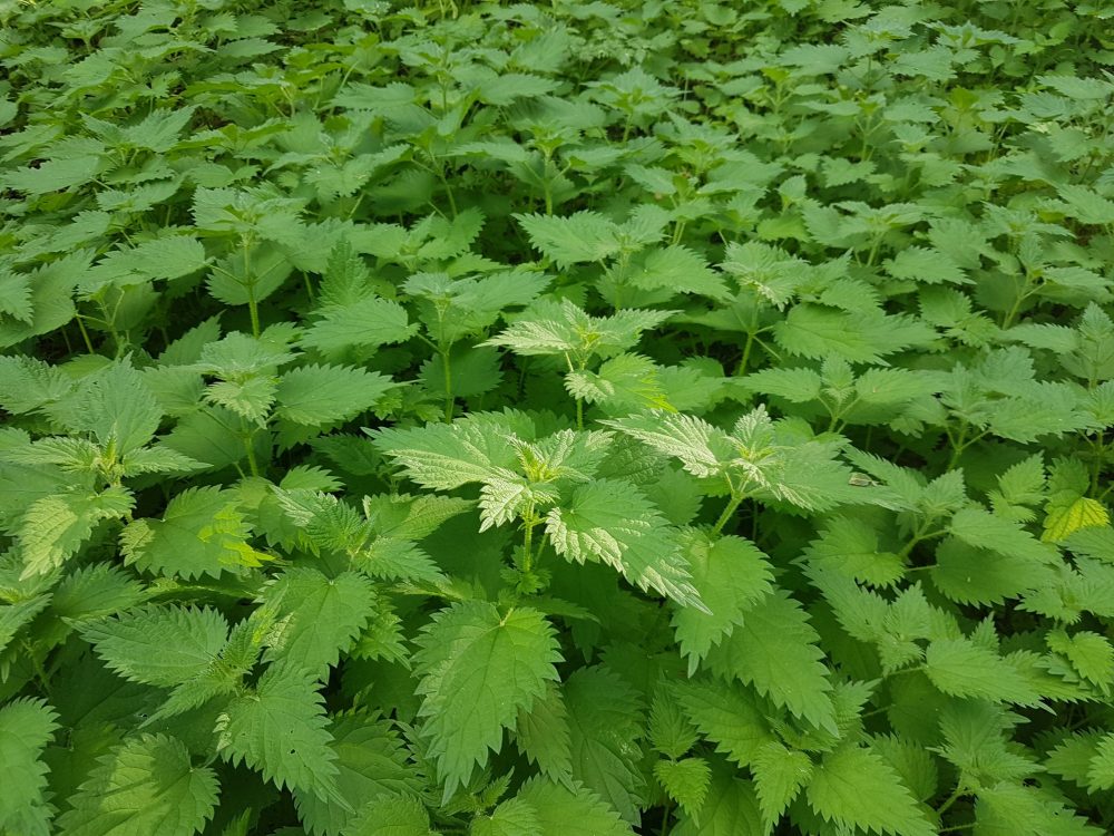 Nettle tops - 100g