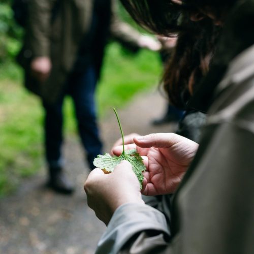 Foraging and Cookery Course Voucher - For One - Instant Delivery - Image 5