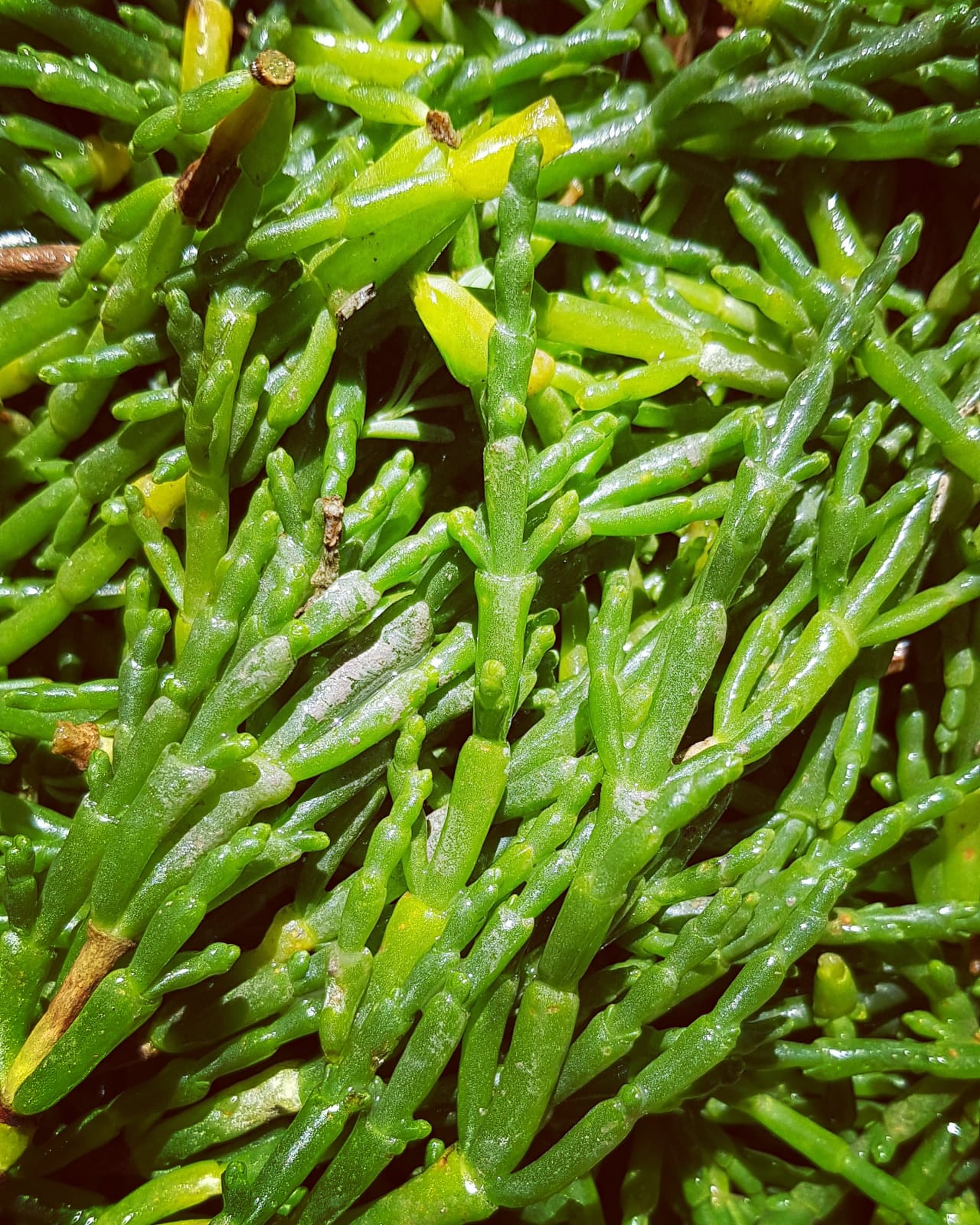 Marsh Samphire (100g) - Image 3