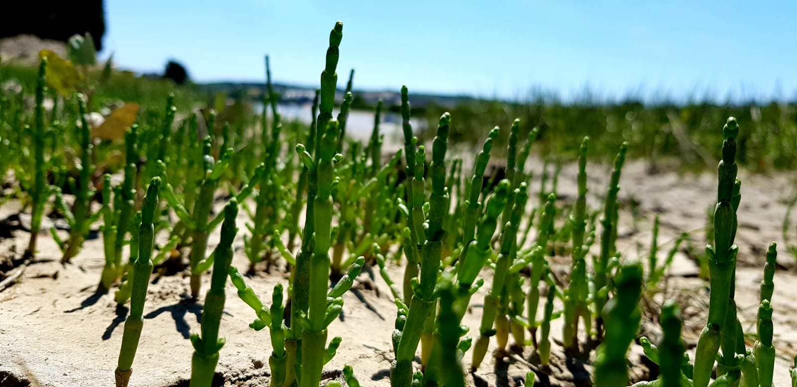 Marsh Samphire (100g) - Image 2