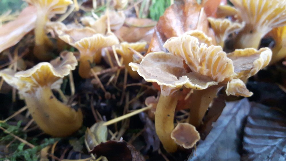 Wild Mushroom (100g) - Image 5