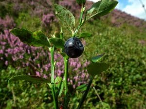 Bilberry (Vaccinium myrtillus) Identification