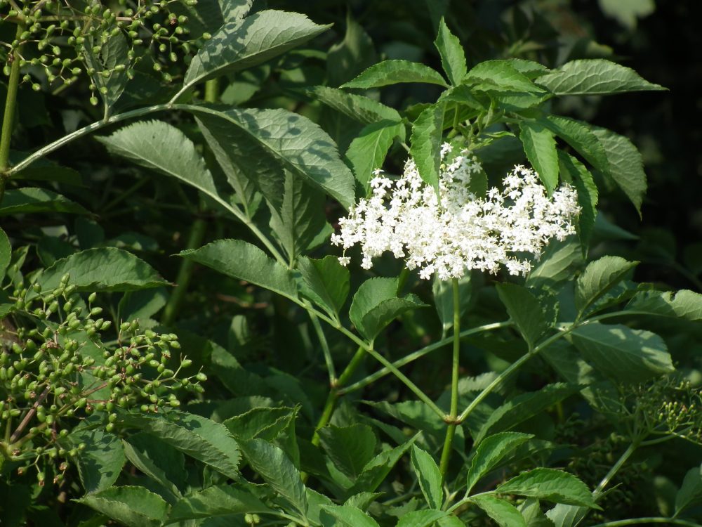 Dried Elder Flower 50g