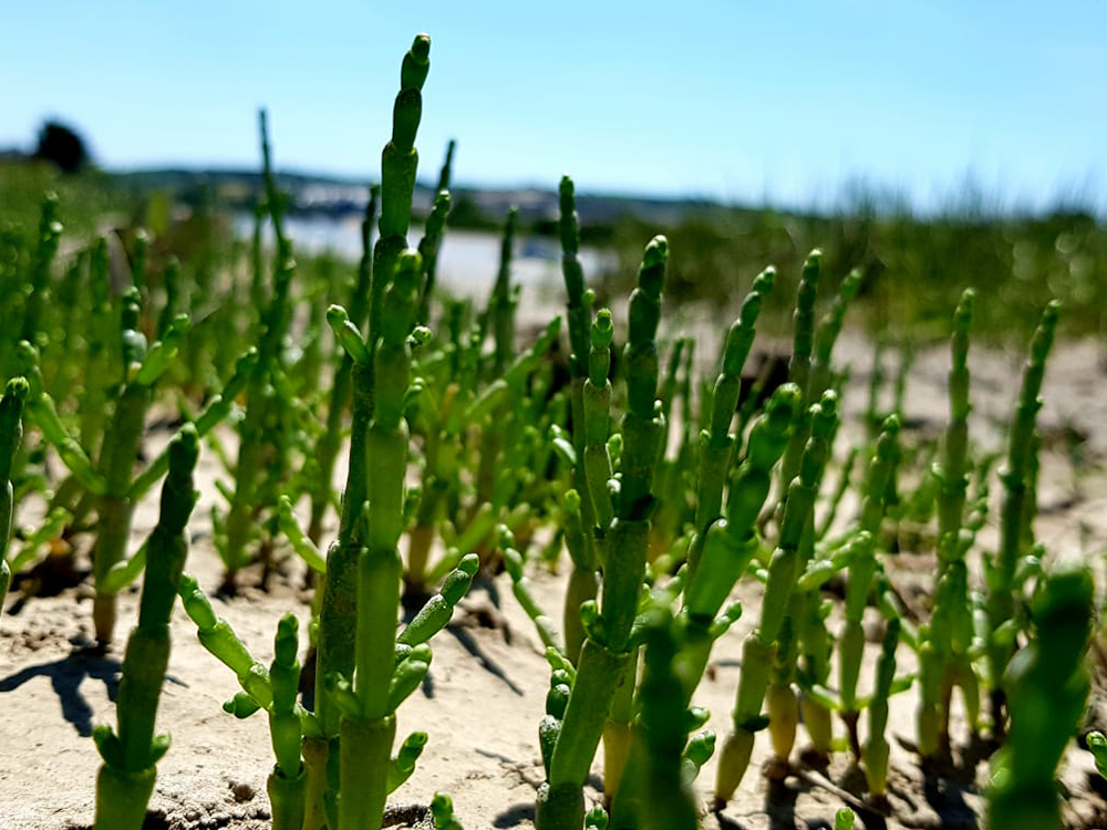 Marsh Samphire (100g)