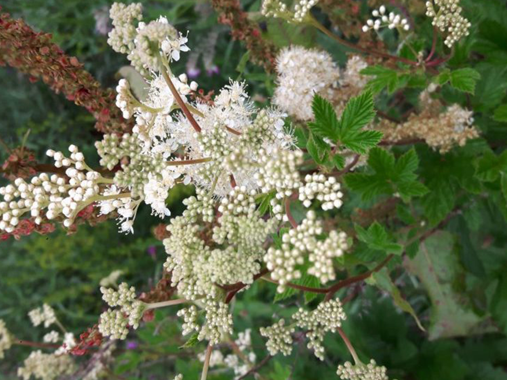 Dried Meadowsweet Flowers - 50g