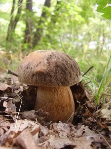 Dark Bolete (Boletus Aereus)