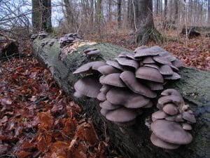 Growing Mushrooms