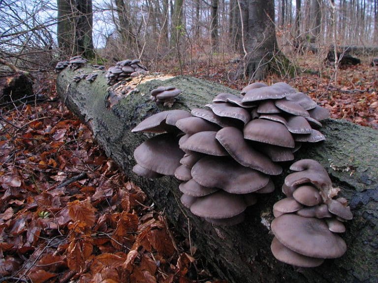 Growing Mushrooms