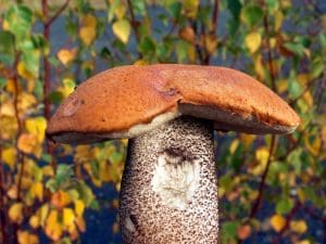 Orange Birch Bolete