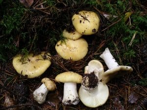 An Introduction to Foraging for Brittlegills (Russula's)