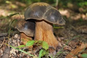 Bronze Bolete in ground