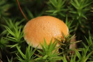 Bovine Bolete (Suillus Bovinus) Identification