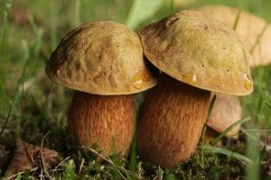 Lurid Bolete (Suillellus Luridus) Identification