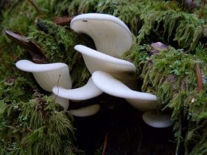 Angel Wings (Pleurocybella porrigens) Identification