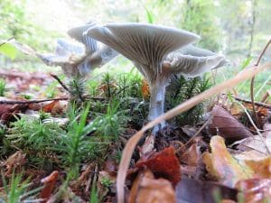 Aniseed Funnel (Clitocybe Odora) Identification