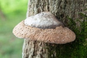 Artist Bracket (Ganoderma Applanatum) Identification
