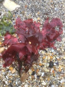 Dulse Seaweed (Palmaria palmata) Identification