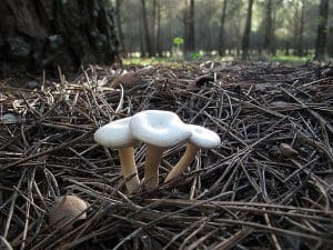 Ivory Funnel
