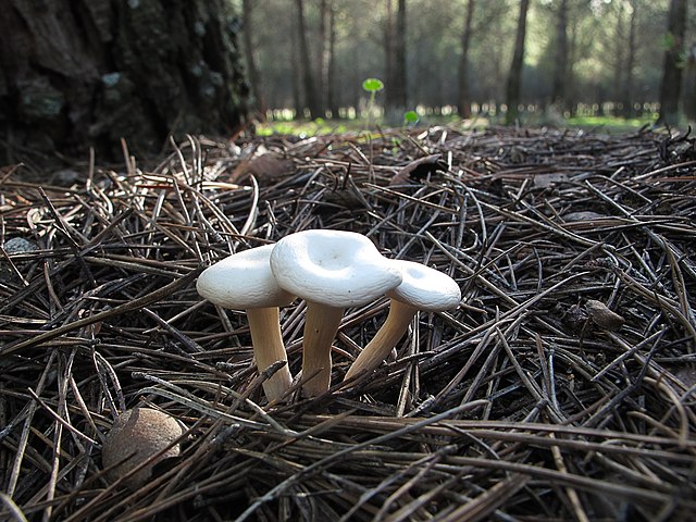 Ivory Funnel