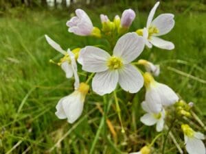Foraging in May