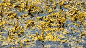 Bladderwrack Seaweed (Fucus vesiculosus) Identification