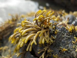 Channel Wrack Seaweed (Pelvetia canaliculata) Identification