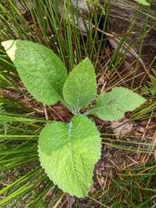 foxgloves leaves together