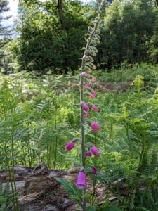 foxgloves standing flowers