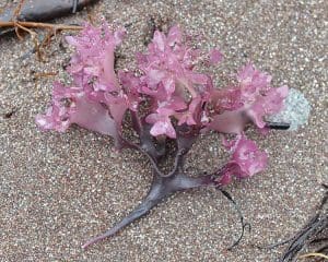 Irish Moss Seaweed (Chondrus crispus) Identification