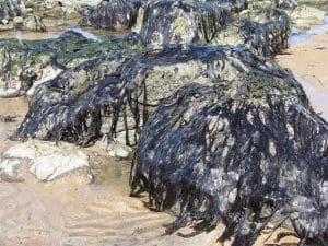 Laver Seaweed (Porphyra spp) Identification