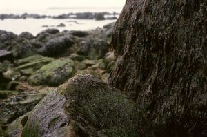 Nori Seaweed (Pyropia yezoensis) Identification